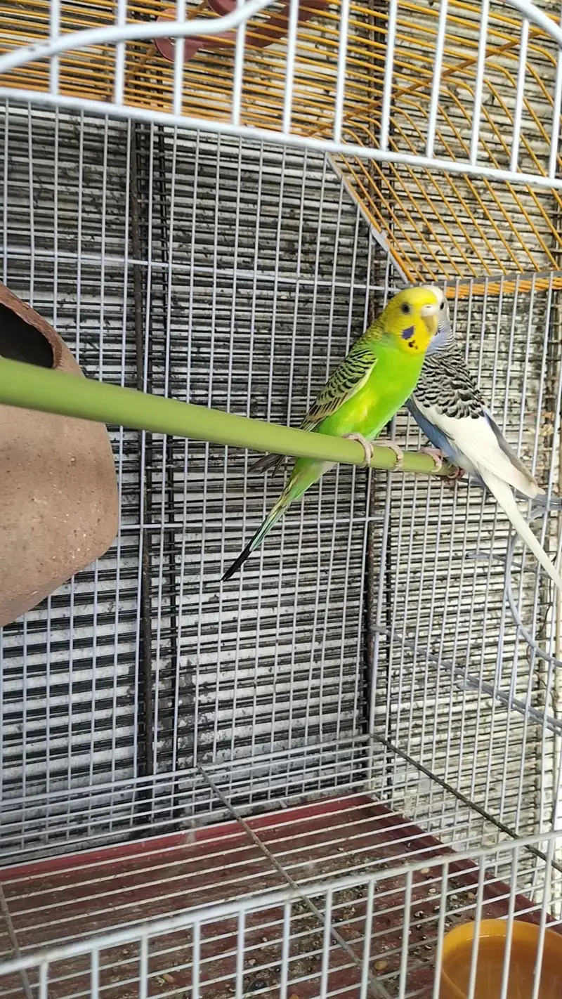cage with pair for sale Whatsapp no 03413232265 — photo 4