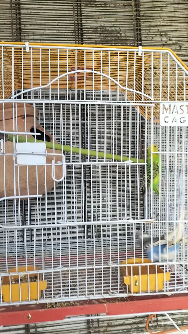 cage with pair for sale Whatsapp no 03413232265 — photo 5