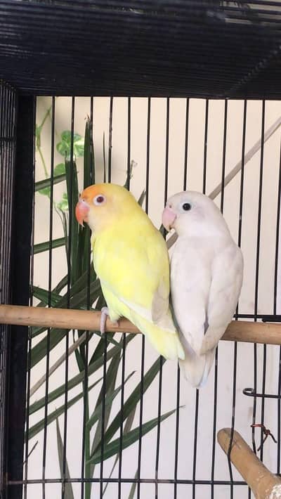 Breeder Pair Lovebirds with Strong Cage