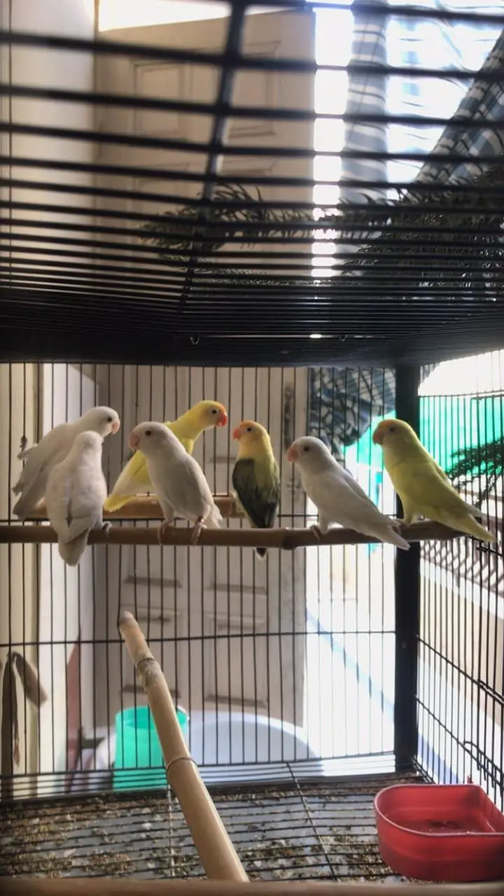 Breeder Pair Lovebirds with Strong Cage — photo 4