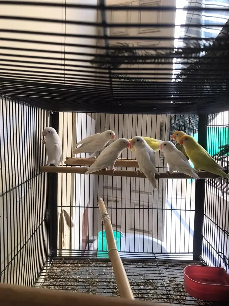 Breeder Pair Lovebirds with Strong Cage — photo 5