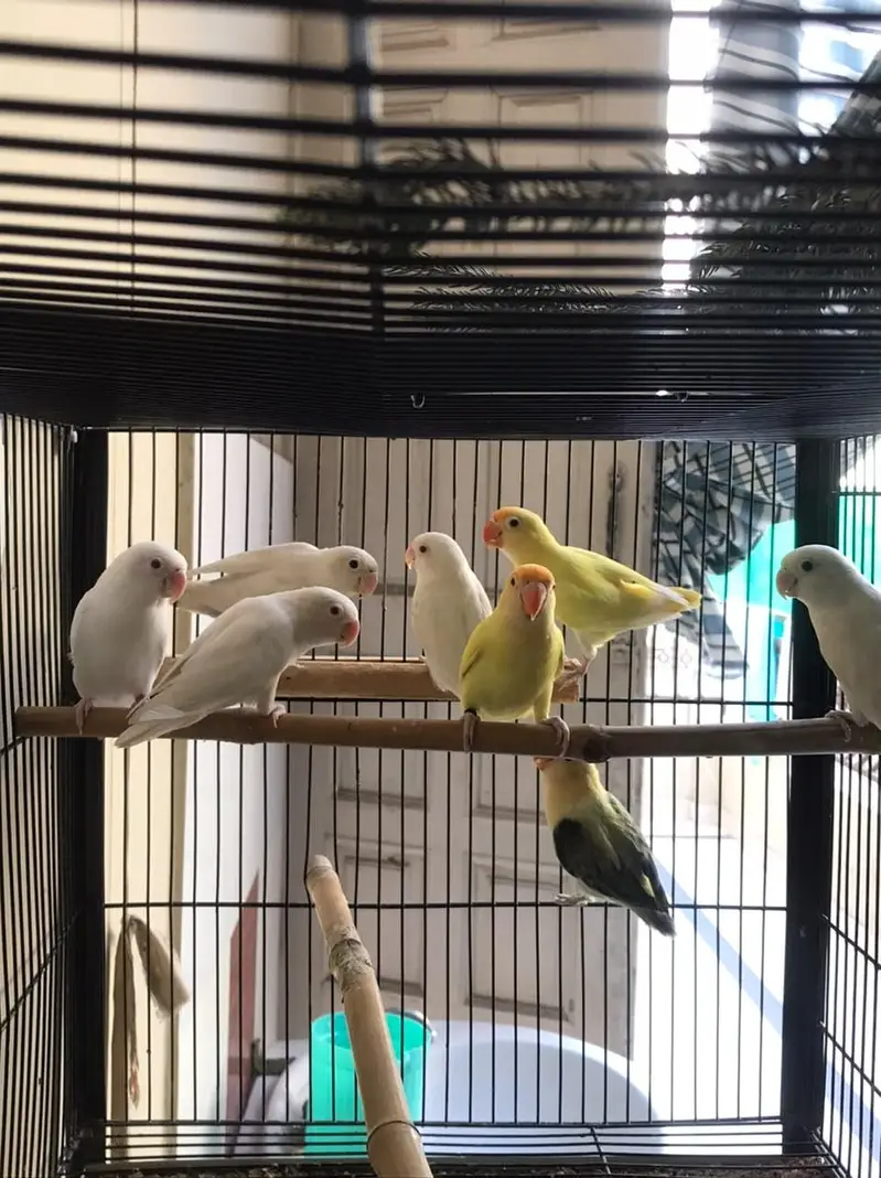 Breeder Pair Lovebirds with Strong Cage — photo 7