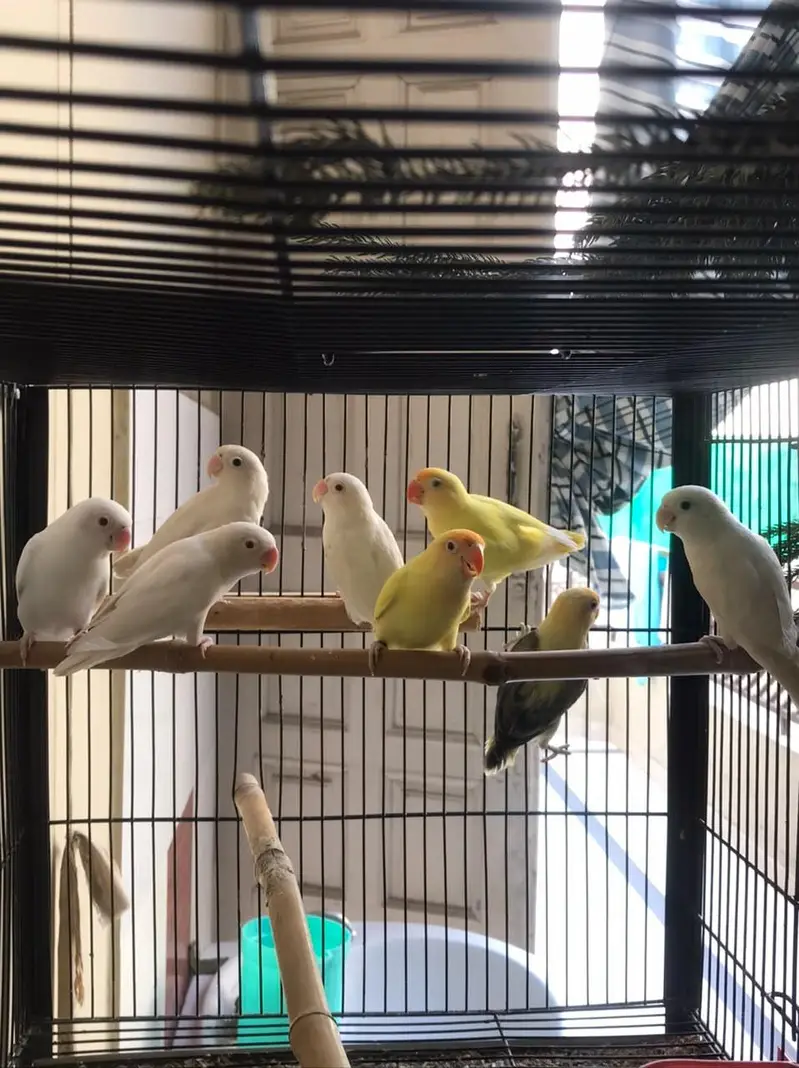 Breeder Pair Lovebirds with Strong Cage — photo 8