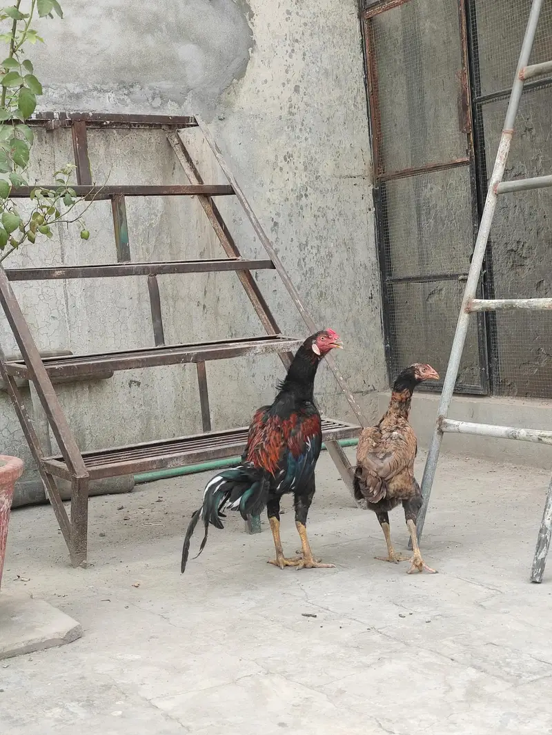 Aseel Mianwali pair — photo 2