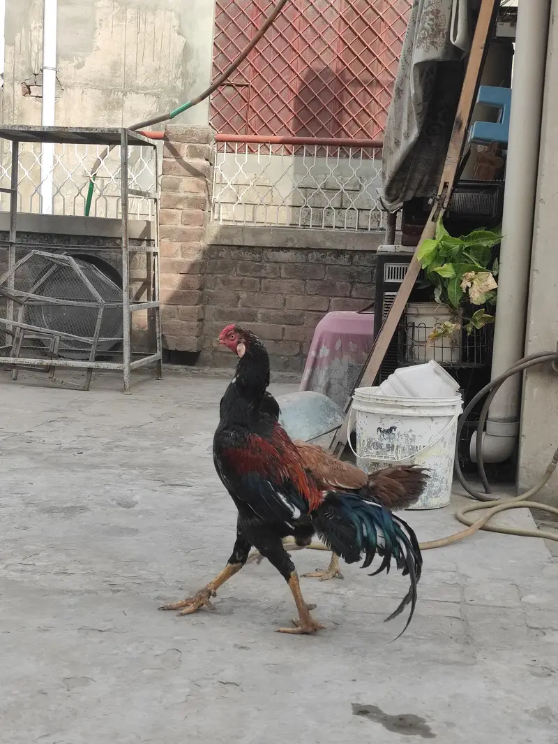Aseel Mianwali pair — photo 4
