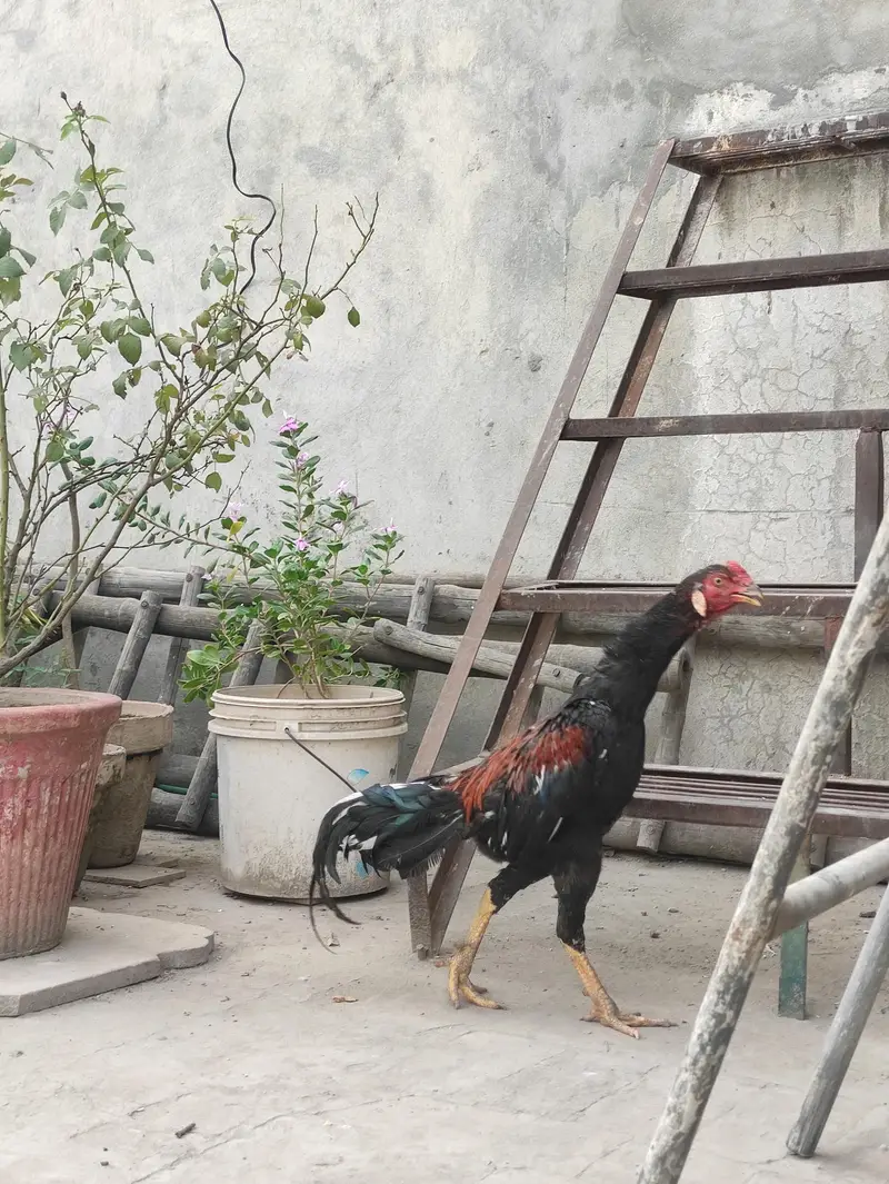 Aseel Mianwali pair — photo 5