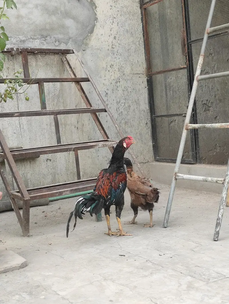Aseel Mianwali pair — photo 7