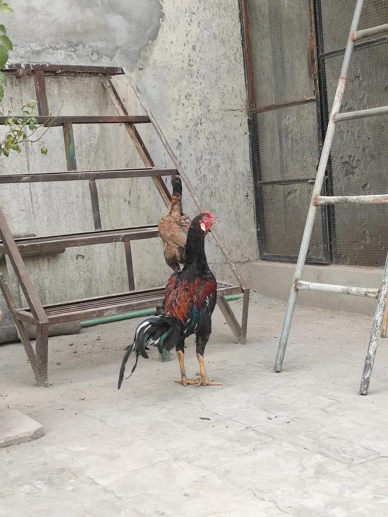 Aseel Mianwali pair — photo 8