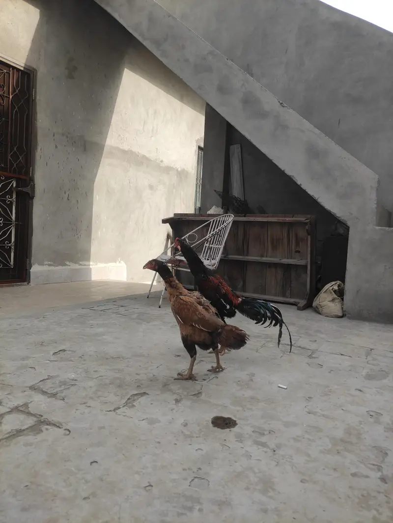 Aseel Mianwali pair — photo 10