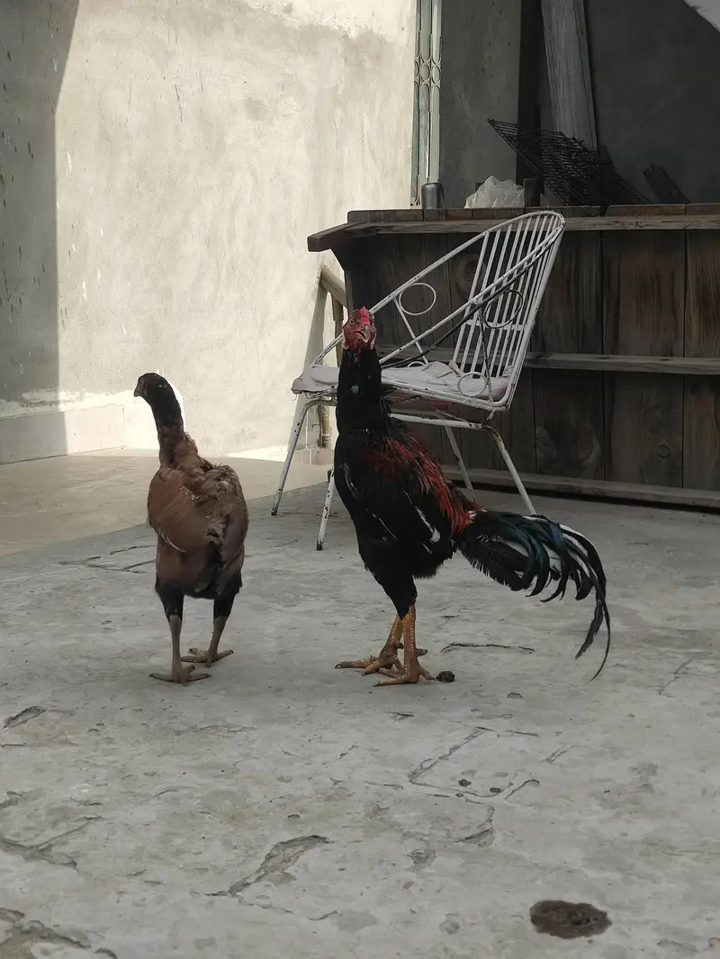 Aseel Mianwali pair — photo 11