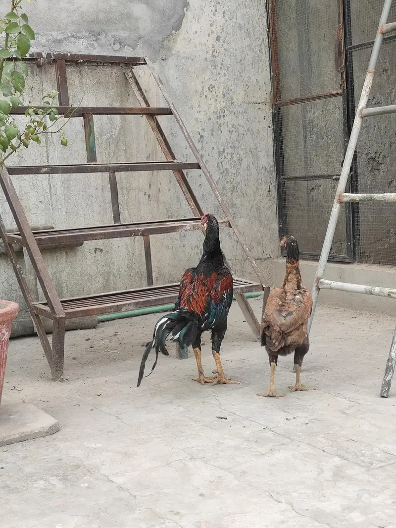 Aseel Mianwali pair — photo 12