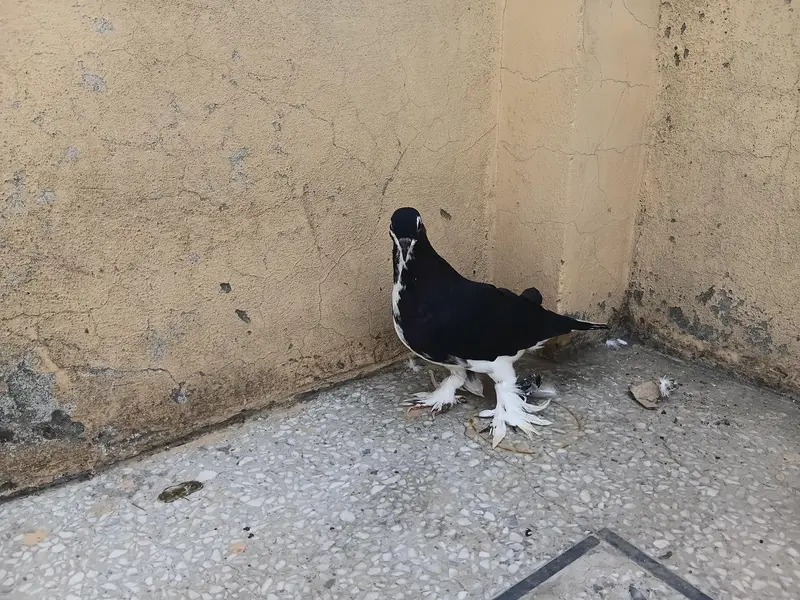 sary akhty sale krny ha — photo 2