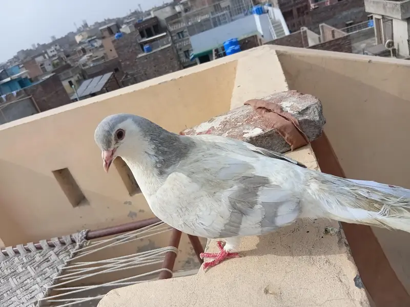 sary akhty sale krny ha — photo 4