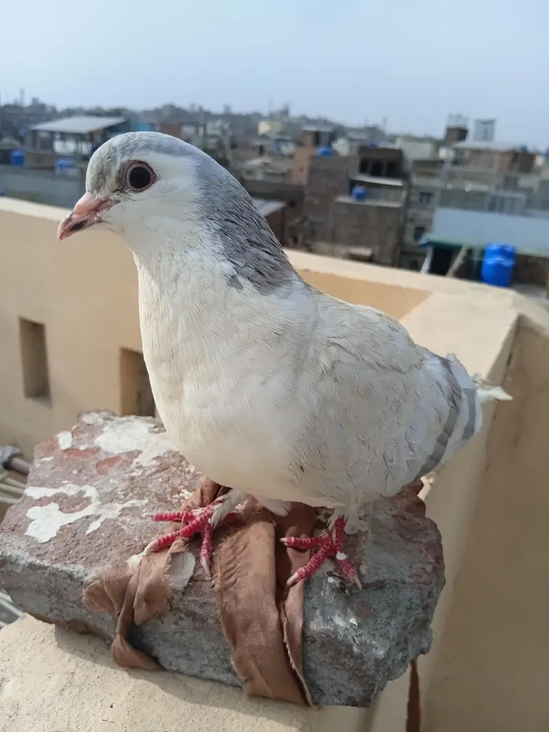 sary akhty sale krny ha — photo 5