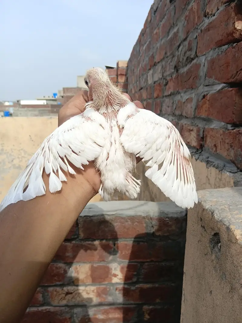sary akhty sale krny ha — photo 6