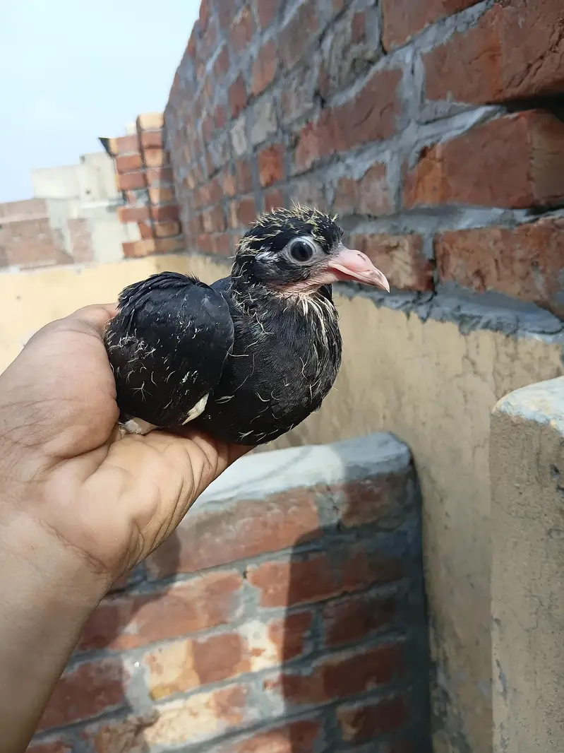 sary akhty sale krny ha — photo 8
