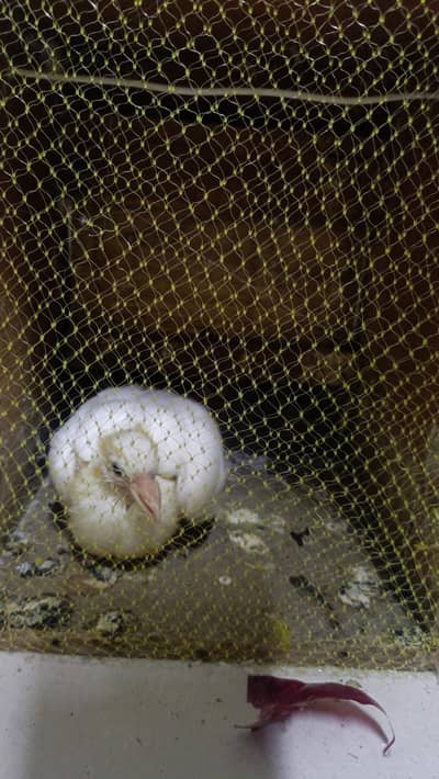 pigeon baby for hand tame