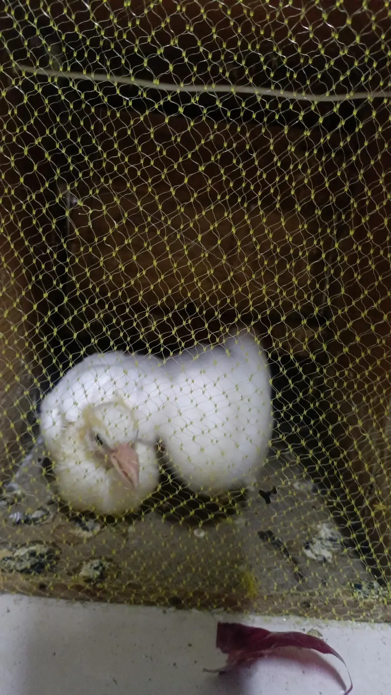 pigeon baby for hand tame — photo 2