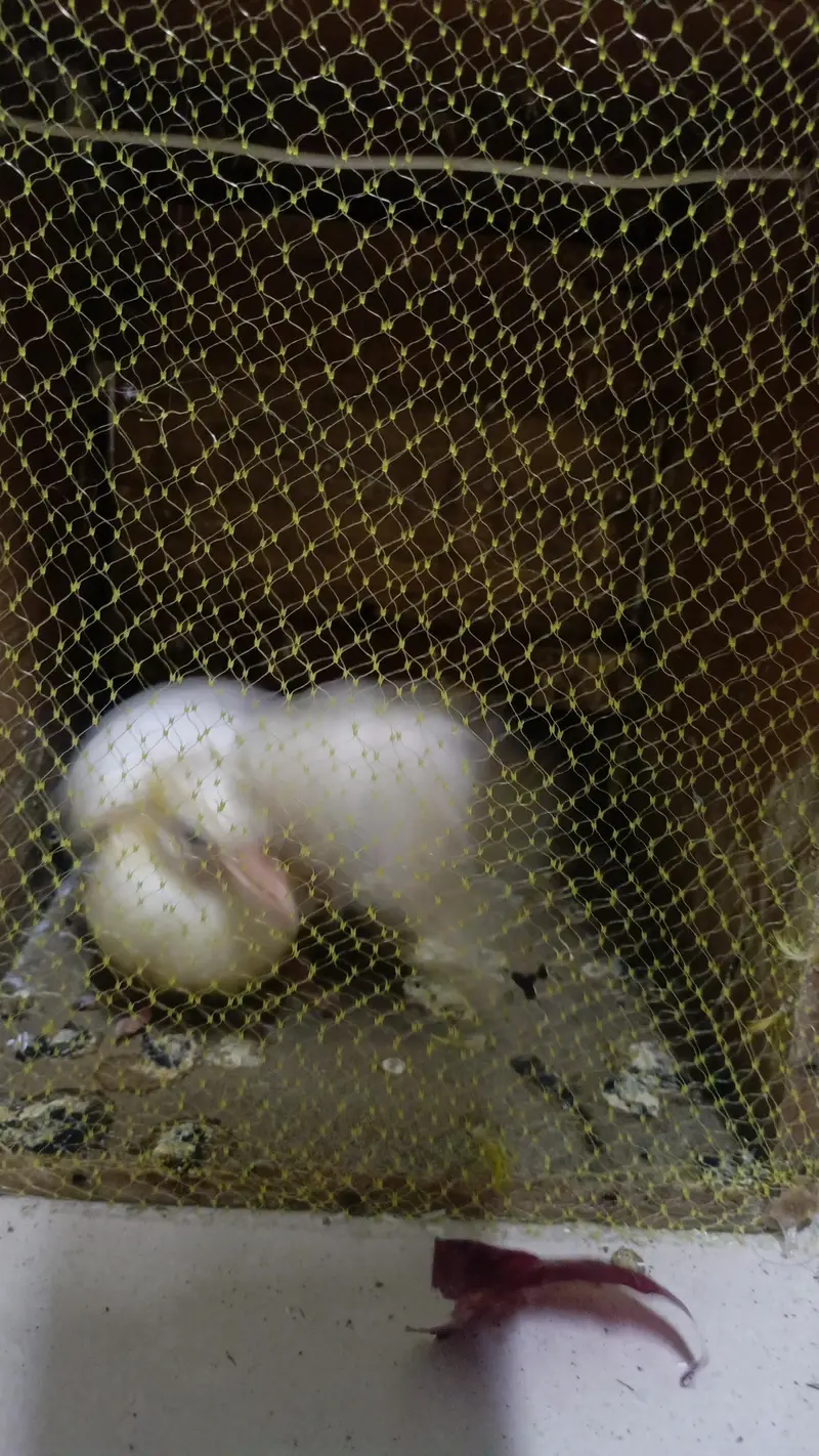 pigeon baby for hand tame — photo 3