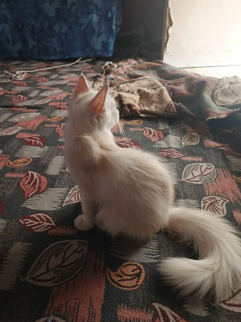 Persian Cat Female Active