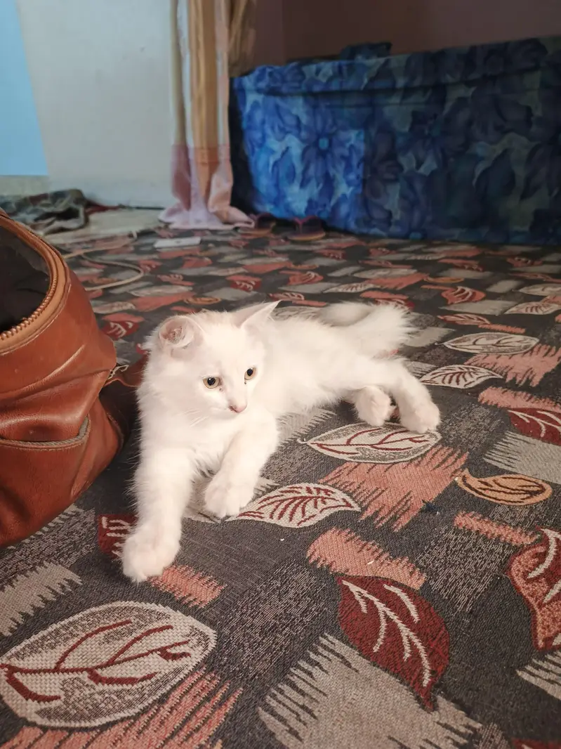 Persian Cat Female Active — photo 2