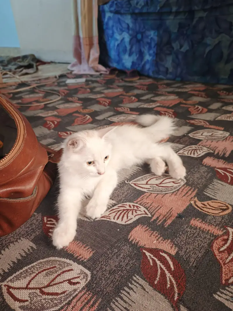 Persian Cat Female Active — photo 3