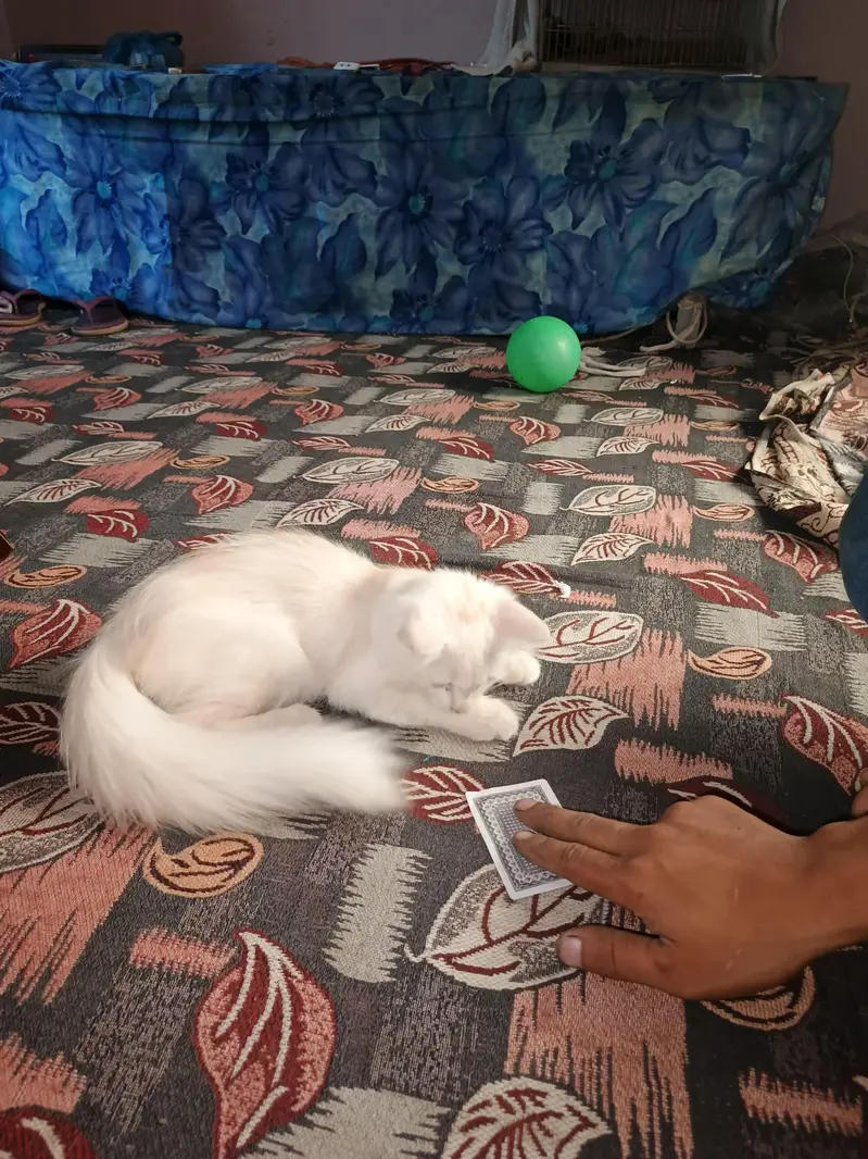 Persian Cat Female Active — photo 4