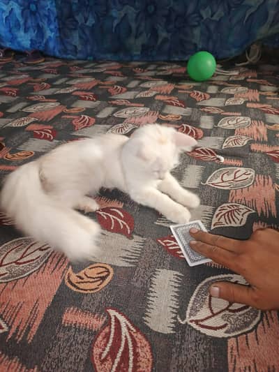 Persian Cat Female Healthy & Full Active