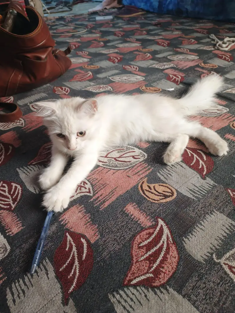 Persian Cat Female Active — photo 6