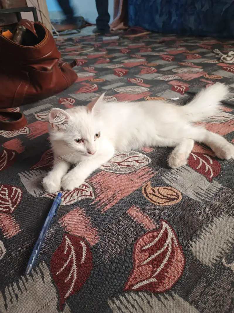 Persian Cat Female Active — photo 7