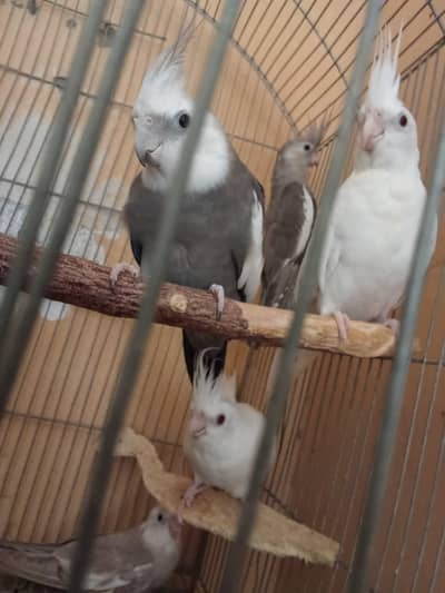 Eno and grey cockatiel phatty 5 months old
