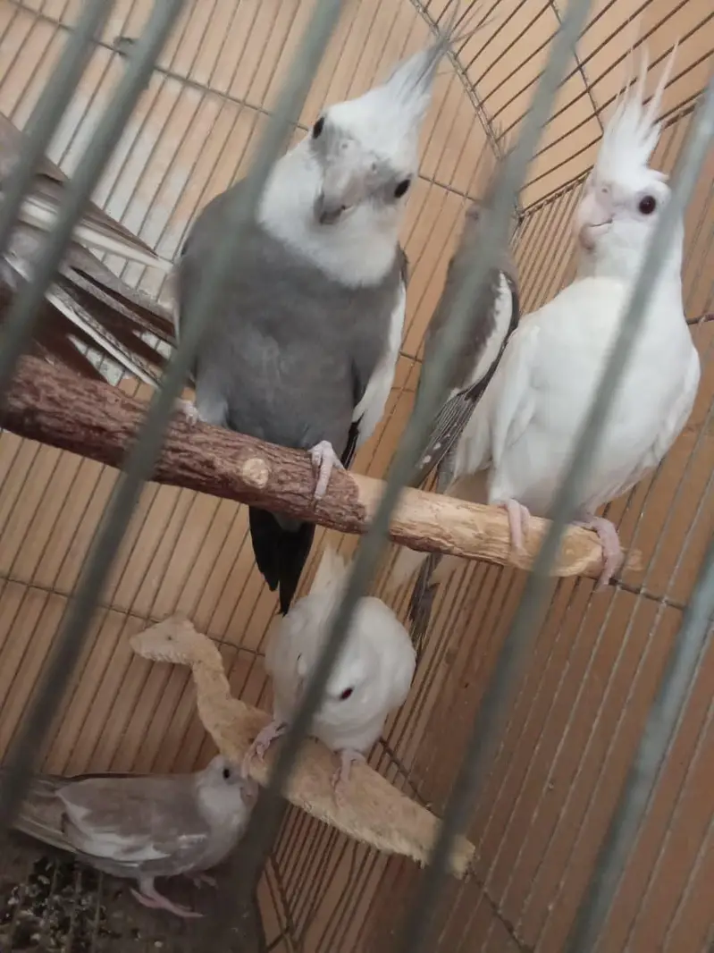 Eno and grey cockatiel phatty 5 months old — photo 2
