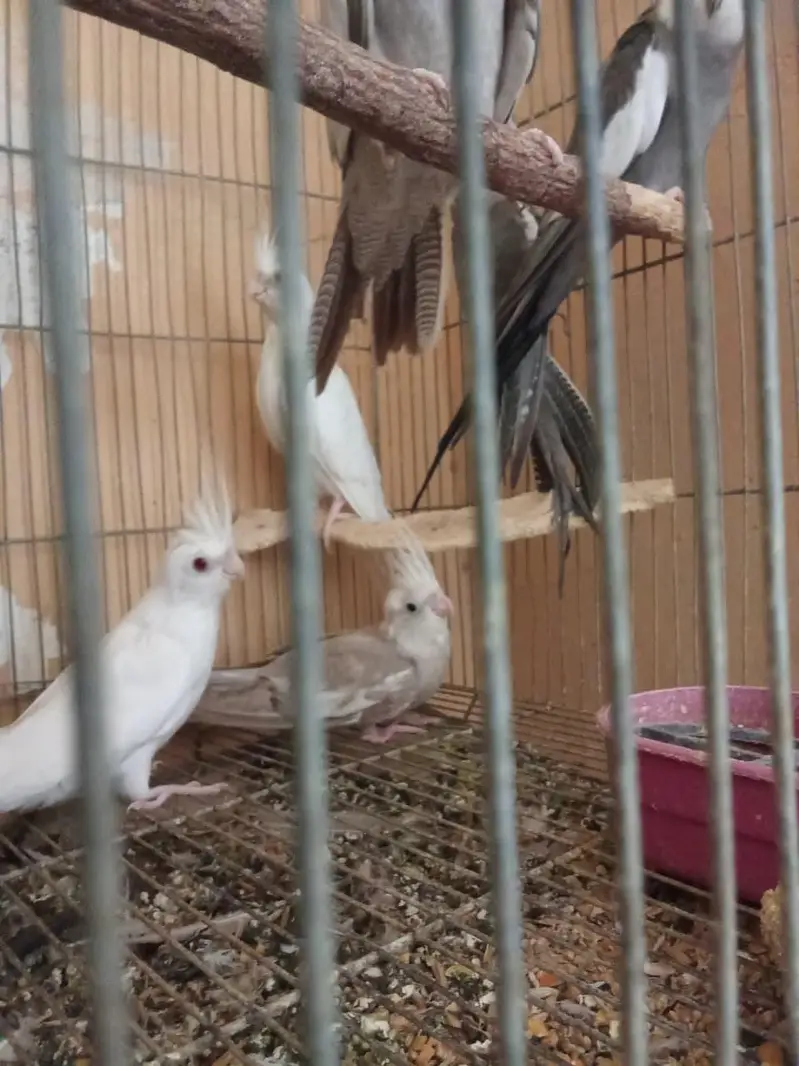 Eno and grey cockatiel phatty 5 months old — photo 3