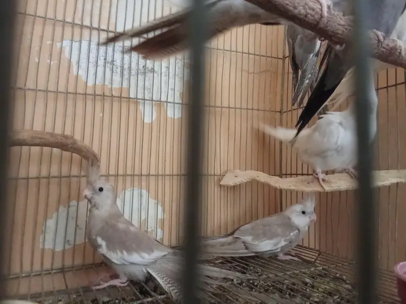 Eno and grey cockatiel phatty 5 months old — photo 4