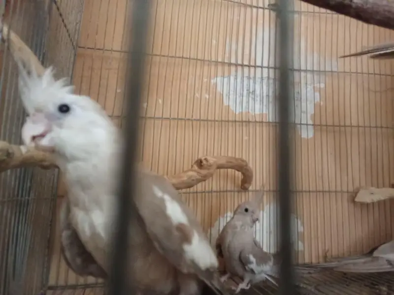 Eno and grey cockatiel phatty 5 months old — photo 5