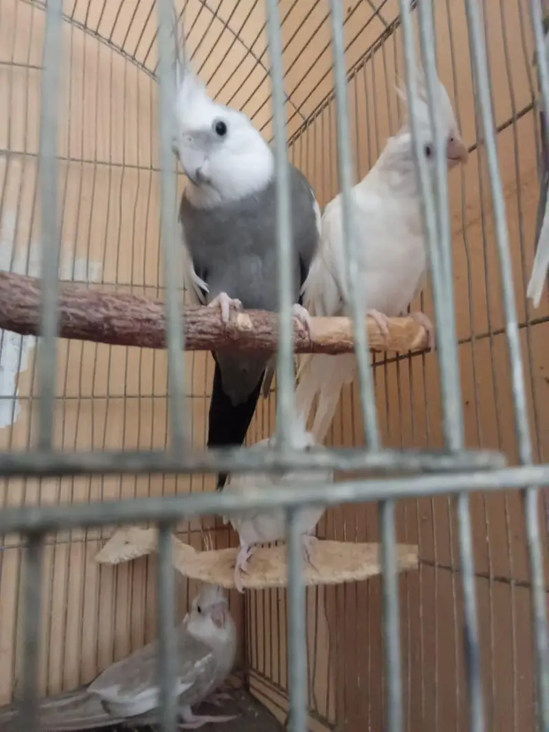 Eno and grey cockatiel phatty 5 months old — photo 6