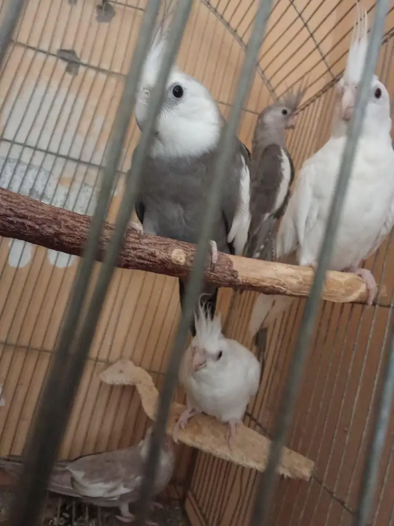 Eno and grey cockatiel phatty 5 months old — photo 7