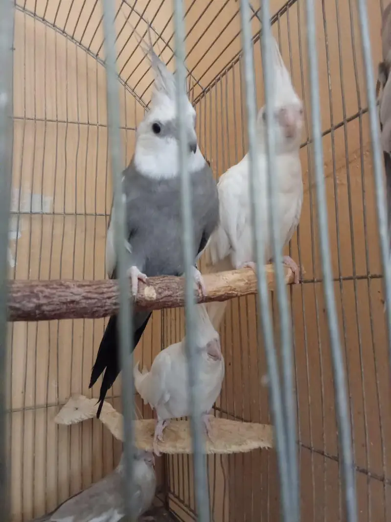 Eno and grey cockatiel phatty 5 months old — photo 8