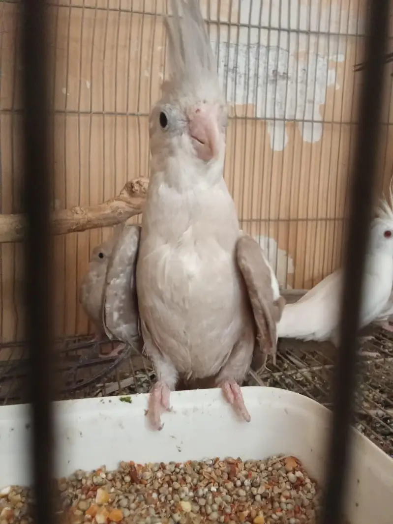 Eno and grey cockatiel phatty 5 months old — photo 9