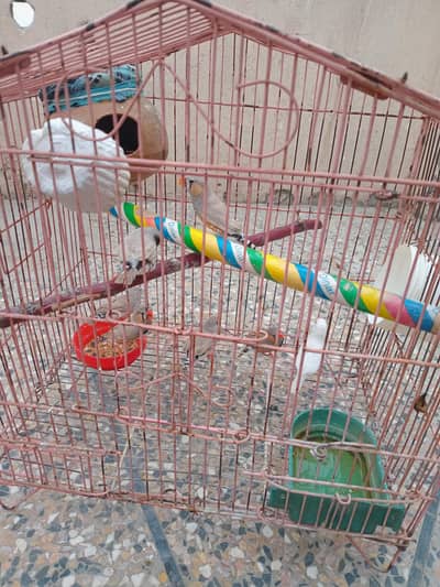 Zebra Finches