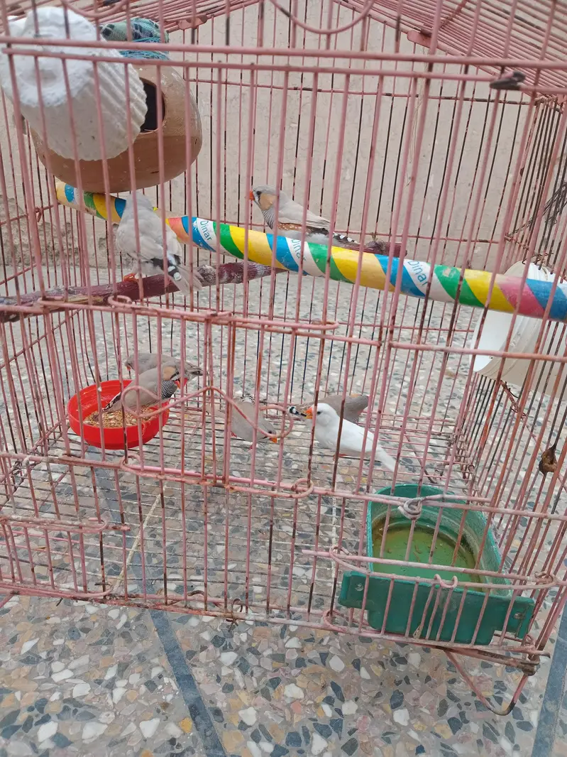 Zebra Finches — photo 2