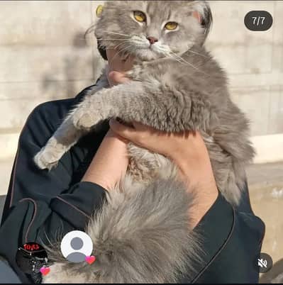 Persian cat male