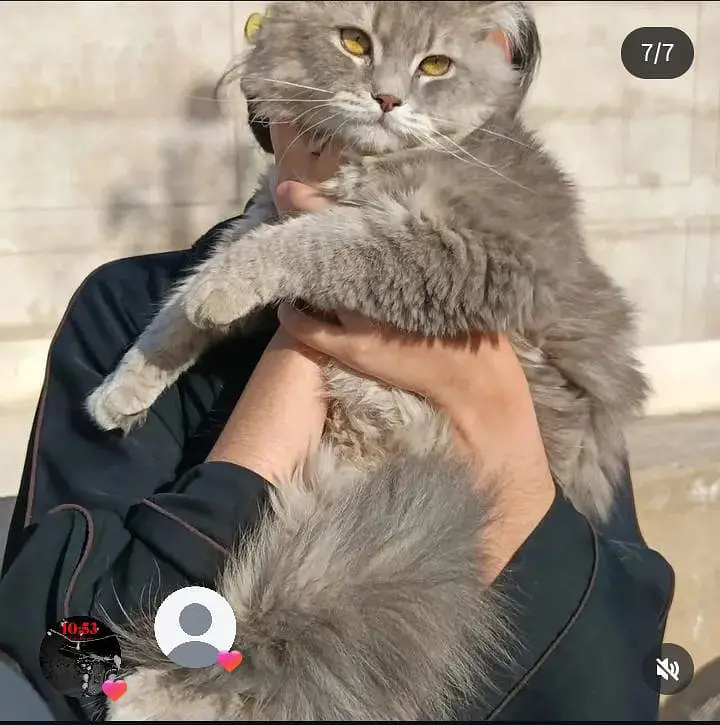 Persian cat male