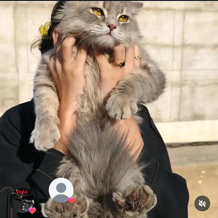 Persian cat male — photo 2