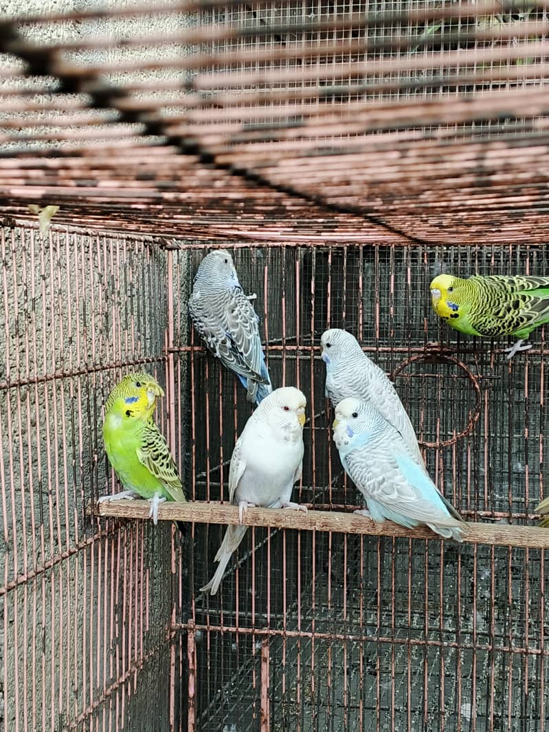 UnderSize Budgies 0