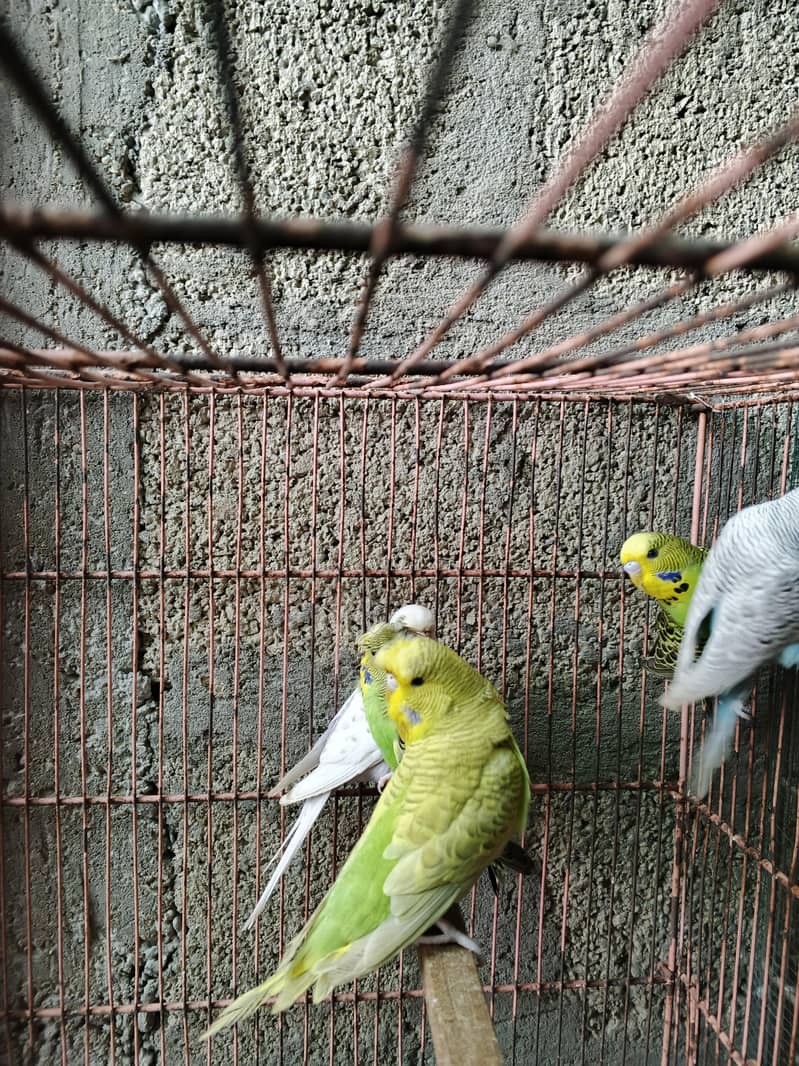 UnderSize Budgies 1