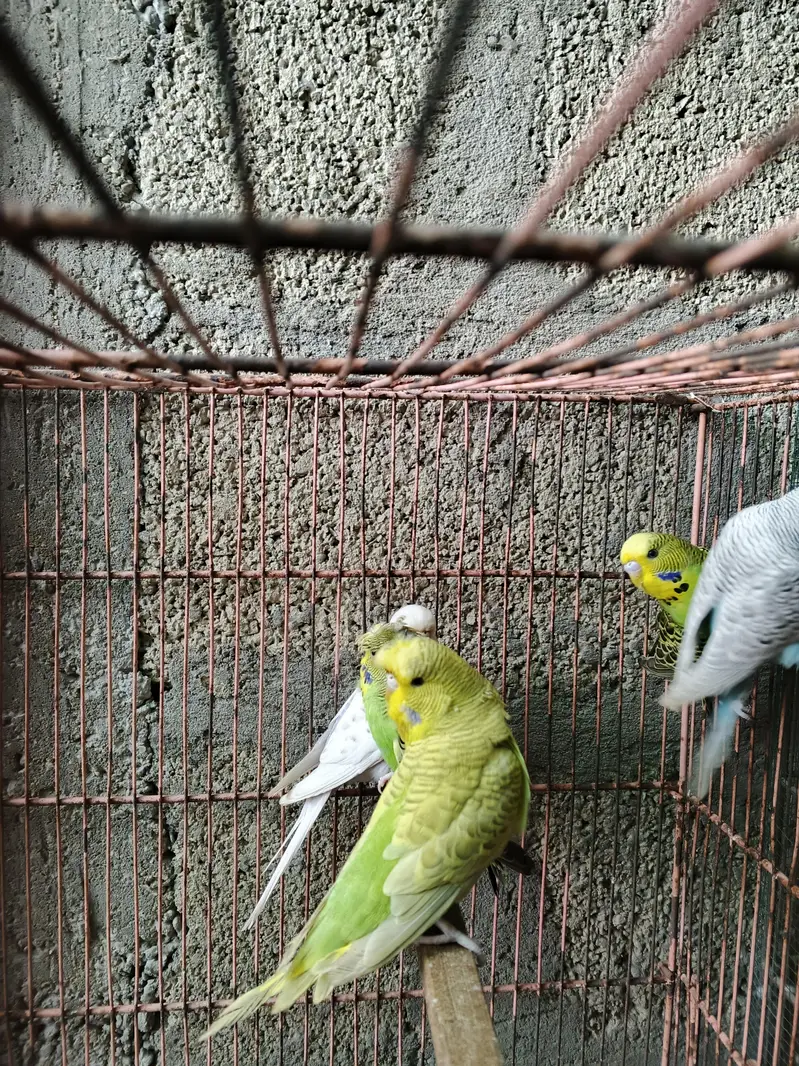 UnderSize Budgies — photo 2