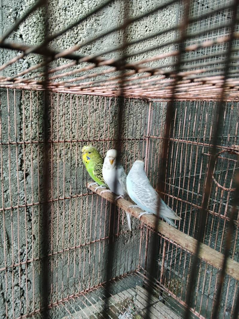 UnderSize Budgies 2