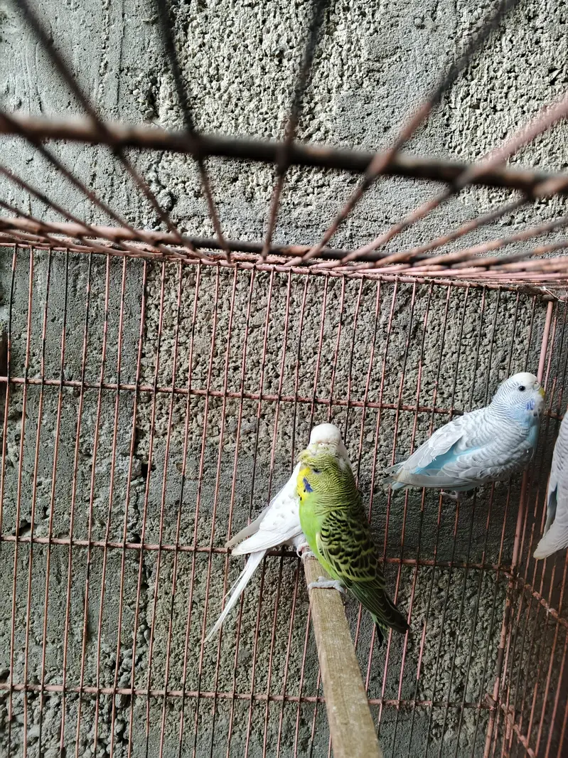 UnderSize Budgies — photo 4