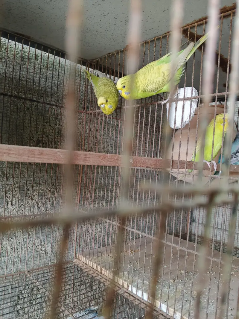UnderSize Budgies — photo 5